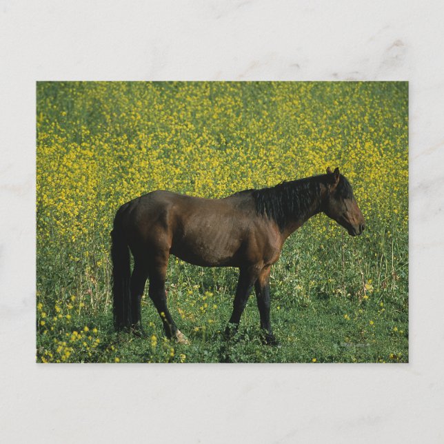 Wild Mustang Horse Stehend in Blume Postkarte (Vorderseite)