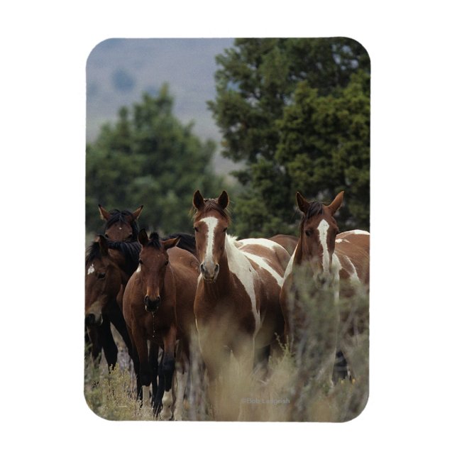 Wild Mustang Horses 2 Magnet (Vertikal)