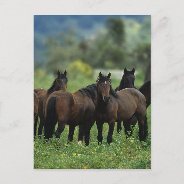 Wild Mustang Horses 3 Postkarte (Vorderseite)