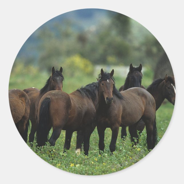 Wild Mustang Horses 3 Runder Aufkleber (Vorderseite)