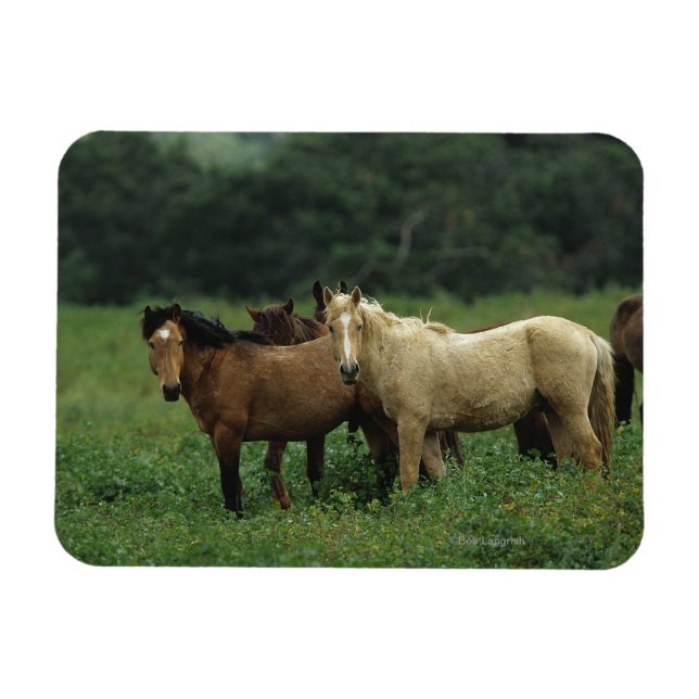Wild Mustang Horses 4 Magnet (Horizontal)