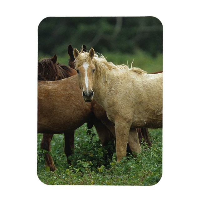 Wild Mustang Horses 4 Magnet (Vertikal)