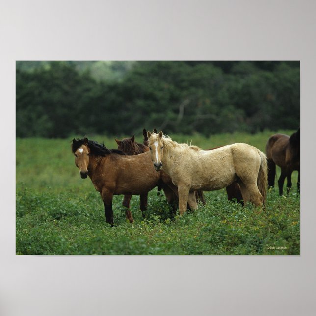 Wild Mustang Horses 4 Poster (Vorne)