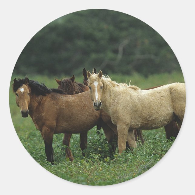 Wild Mustang Horses 4 Runder Aufkleber (Vorderseite)