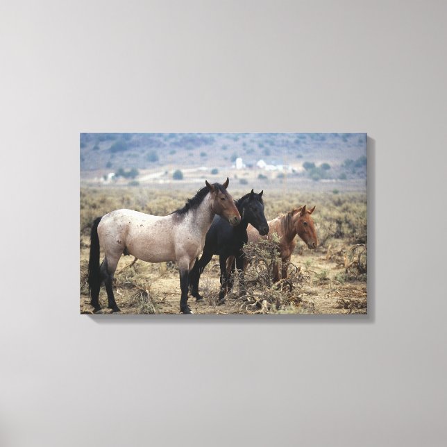 Wild Mustang Horses 5 Leinwanddruck (Vorderseite)