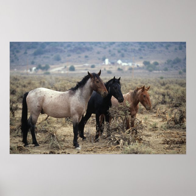 Wild Mustang Horses 5 Poster (Vorne)