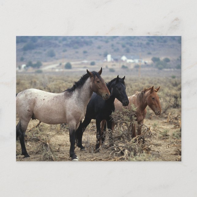 Wild Mustang Horses 5 Postkarte (Vorderseite)