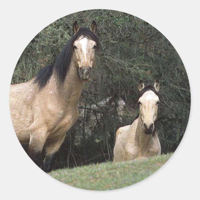 Wild Mustang Horses 6 Runder Aufkleber (Vorderseite)