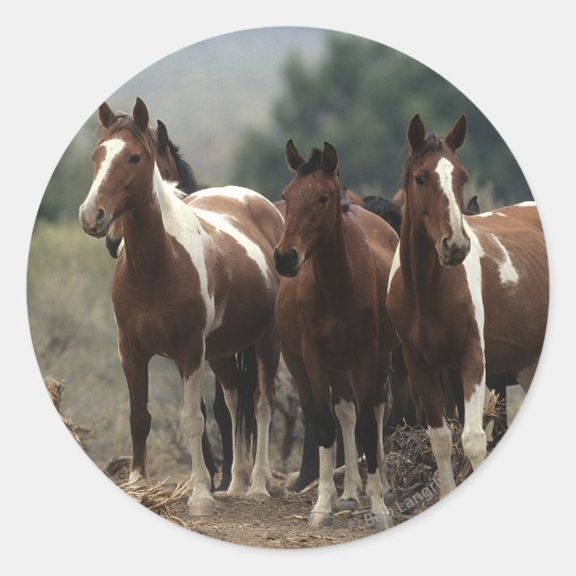 Wild Mustang Horses 7 Runder Aufkleber (Vorderseite)