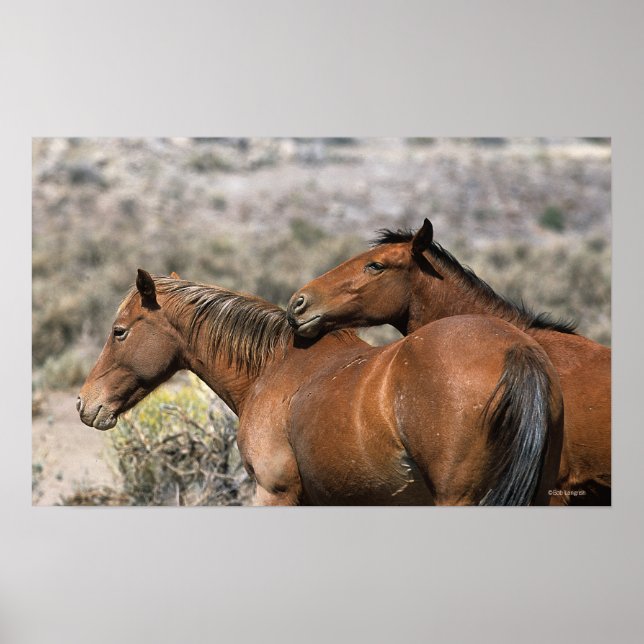 Wild Mustang Horses Touching Poster (Vorne)