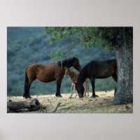 Wild Mustang Mare & Foal