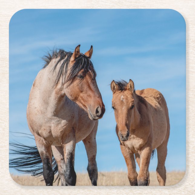 Wild Mustang Stallion und Wild Horse Foal Rechteckiger Pappuntersetzer (Vorderseite)