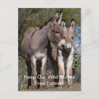 Wild Mustangs Forever Postcard Postkarte