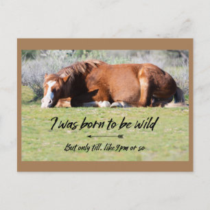 Wild Mustangs Forever Postcard Postkarte