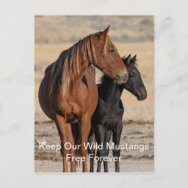 Wild Mustangs Forever Postcard Postkarte