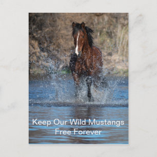Wild Mustangs Forever Postcard Postkarte