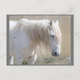 Wild Mustangs Forever Postcard Postkarte