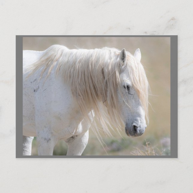 Wild Mustangs Forever Postcard Postkarte (Vorderseite)