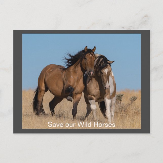 Wild Mustangs Forever Postcard Postkarte (Vorderseite)