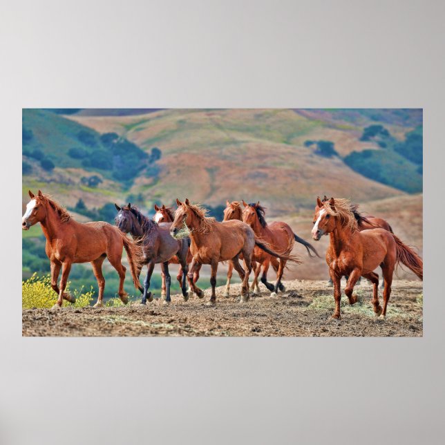 Wild Mustangs Poster (Vorne)