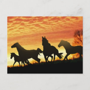Wild Mustangs Postkarte