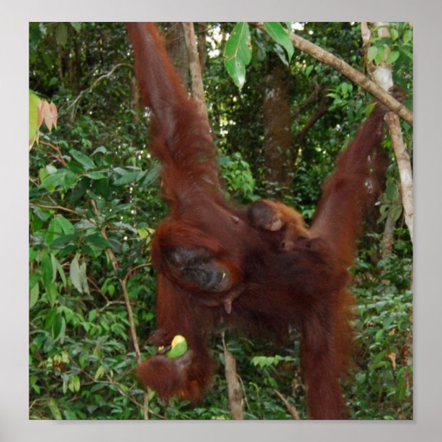 Wild Mutter und Kind eines Tieres Poster (Vorne)