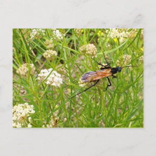 Wild New Mexico Wasp Postcard Postkarte