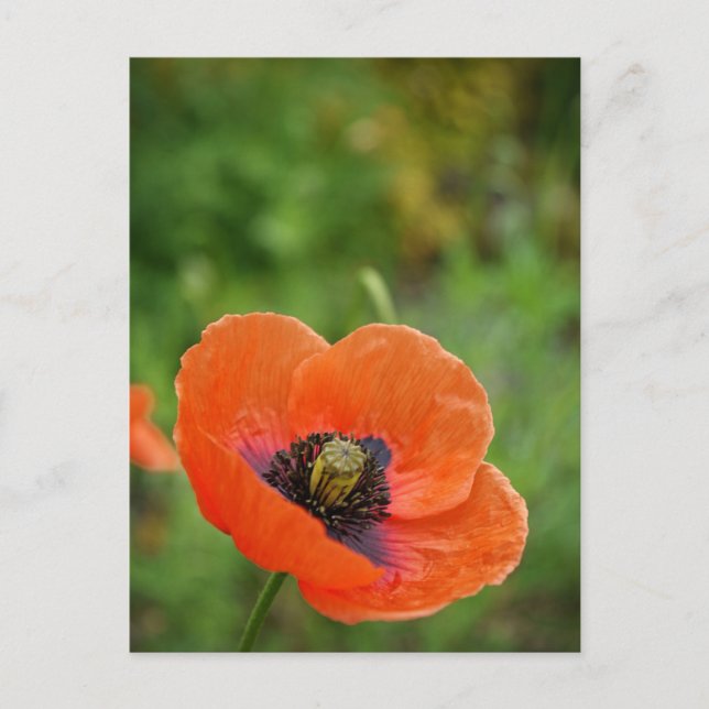 Wild Orange Poppy Blume (NZ) Postkarte (Vorderseite)