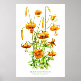 Wild Orange Tiger Lilies Botanische Kunst Poster
