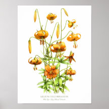 Wild Orange Tiger Lilies Originale Kunst