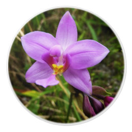 Wild Orchid Lila tropische Blume Keramikknauf