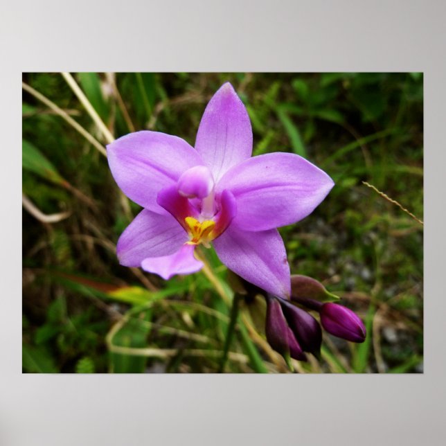 Wild Orchid Lila tropische Blume Poster (Vorne)