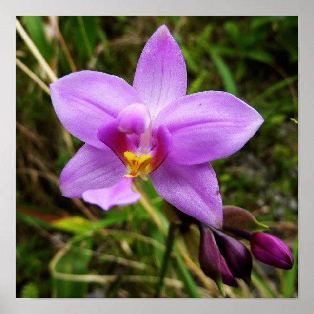 Wild Orchid Lila tropische Blume Poster (Vorne)