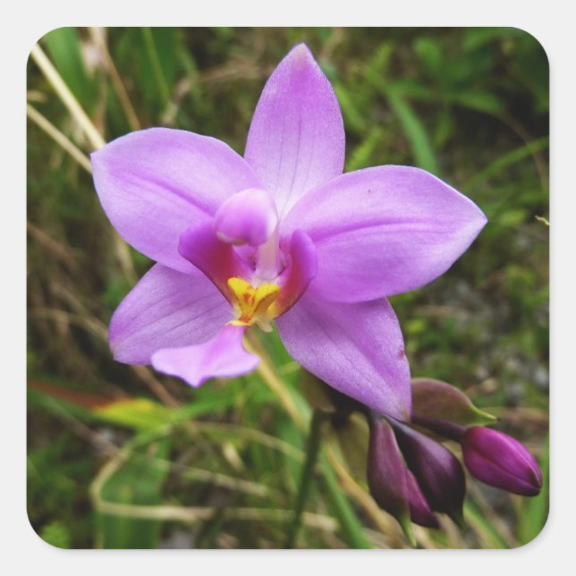 Wild Orchid Lila tropische Blume Quadratischer Aufkleber (Vorderseite)