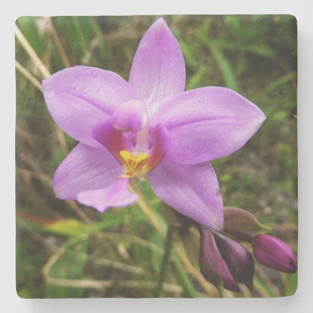 Wild Orchid Lila tropische Blume Steinuntersetzer (Vorderseite)
