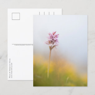 Wild Orchid Nature Foto Postkarte
