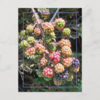 Wild Oregon Black Berry Foto Lila Pink Green