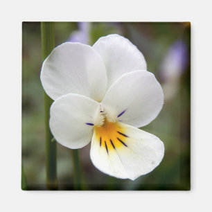 Wild Pansy Magnet