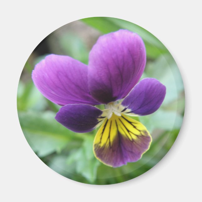 Wild Pansy Magnet (Vorne)