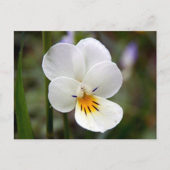 Wild Pansy Postcard Postkarte (Vorderseite)