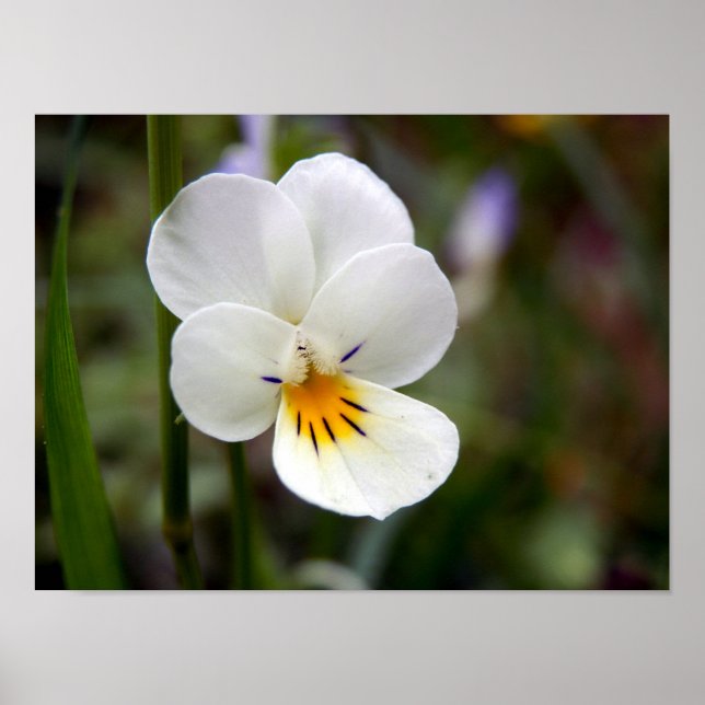 Wild Pansy Poster (Vorne)