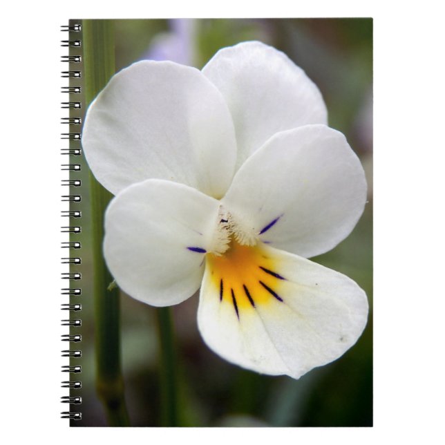 Wild Pansy Spiral Foto Notebook Notizblock (Vorderseite)