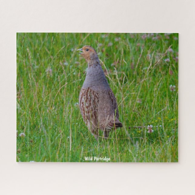 Wild Partridge (Horizontal)