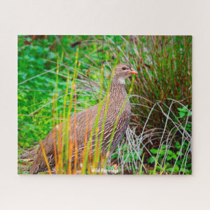 Wild Partridge