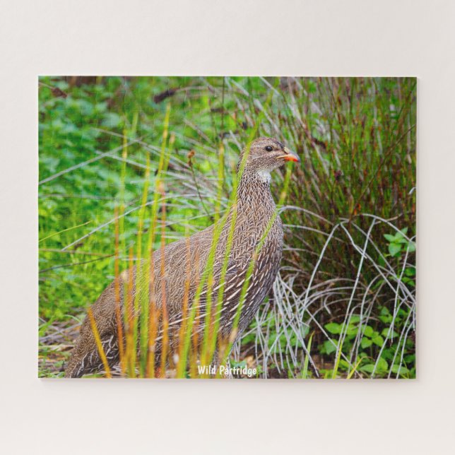 Wild Partridge (Horizontal)