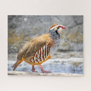 Wild Partridge