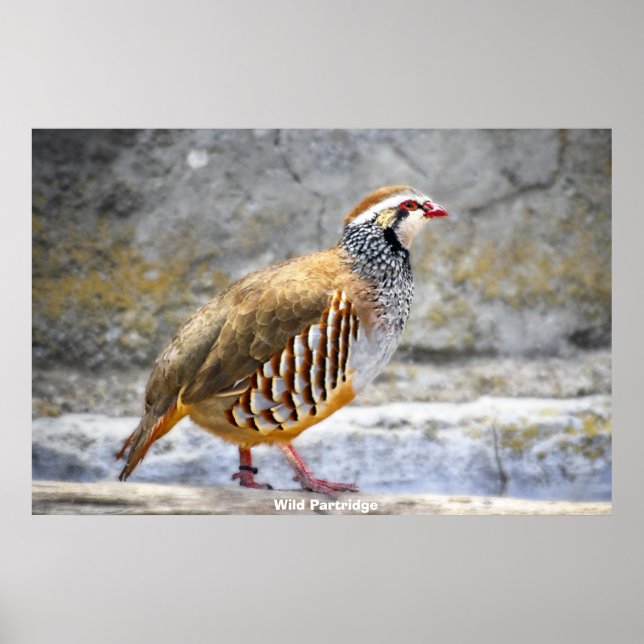 Wild Partridge Poster (Vorne)