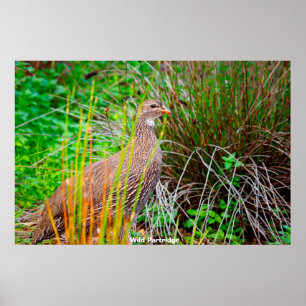 Wild Partridge Poster