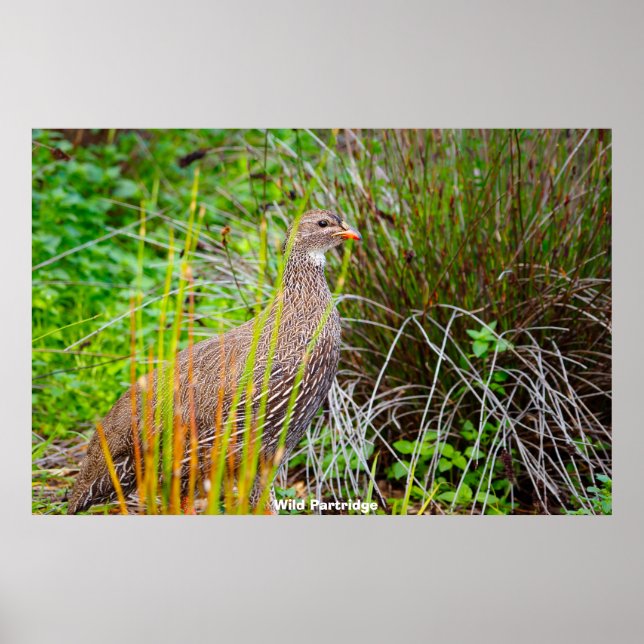 Wild Partridge Poster (Vorne)