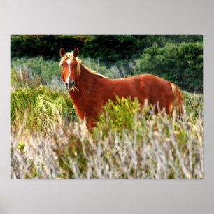 Wild Pferd Staredown Poster
